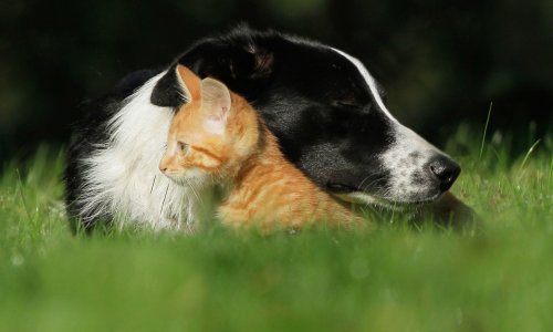 U svijetu živi 900 milijuna pasa i 600 milijuna mačaka, a u domovima ih najviše drže Amerikanci