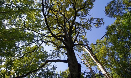 Tolušić od subote zabranjuje izvoz hrastovih trupaca