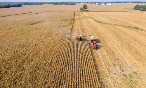 Američki poljoprivrednici u teškoćama zbog viška kukuruza