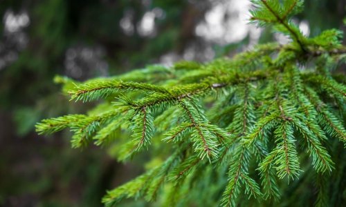 U Hrvatskoj ima tisuću uzgajivača božićnih drvaca, no svejedno ih uvozimo iz Danske i Mađarske; ove godine bit će 20 posto skuplje