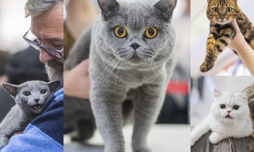 [FOTO] U Zagrebu održana izložba preko 140 mačaka: Pogledajte koje su sve ljepotice paradirale, a bila je i jedna koja se rijetko viđa