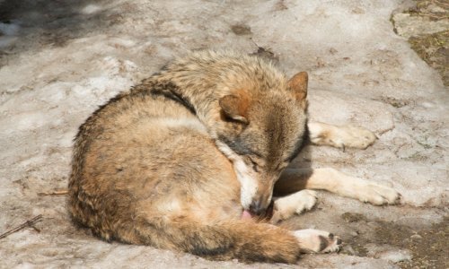 Užas kod Vodica: Par stotina metara od škole i dječjeg igrališta vuk rastrgao psa