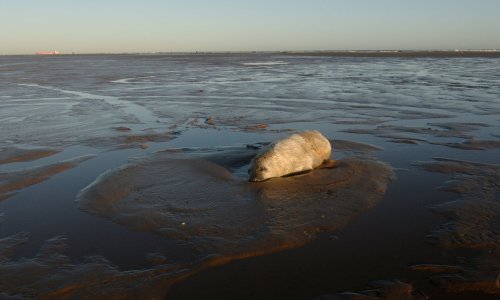 Na plažama Kaspijskog jezera u Rusiji pronađeno 2500 uginulih tuljana