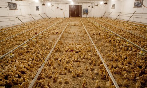 Oprez, uzgajivači kokoši: Iz prodaje se povlači hrana za piliće