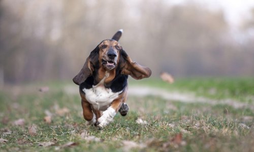 Žena pod utjecajem marihuane bacila jazavčara preko pulta kebabdžinice