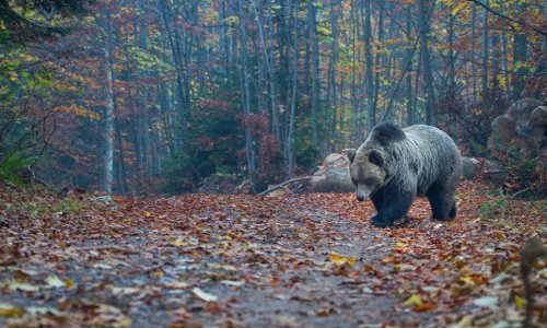 Sretno završena potraga na Velebitu: Planinari se izgubili bježeći od medvjeda