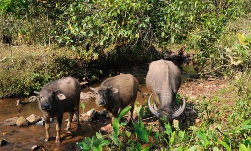 COP15: Kina predlaže 20 milijardi dolara međunarodne pomoći za bioraznolikost