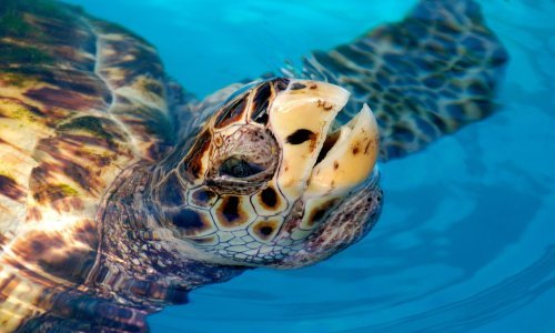 Na pomolu novi globalni sporazum o očuvanju prirode