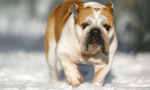 U Dubrovniku psa svoga sina odveo u šumu i ubio iz sačmarice, prijeti mu do dvije godine zatvora