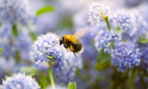 Pčele, što ih ugrožava i kakva nas kataklizma čeka ako iznenada nestanu?