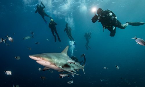 Morski psi godišnje ubiju osmero ljudi, ljudi ubiju sto milijuna morskih pasa