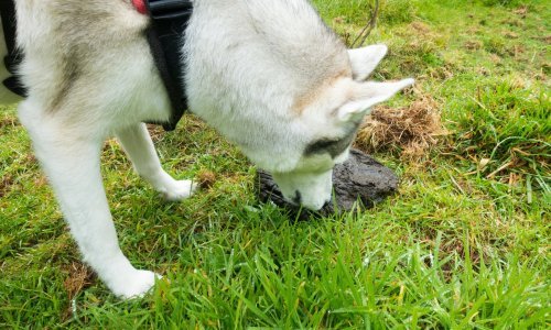 Kad psi jedu izmet, to je prilično normalno, ali nemojte ih ohrabrivati da to rade