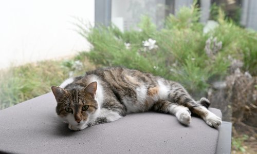 Centar za nezbrinute životinje neće biti u karlovačkom naselju Borlinu