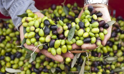 Evo kako u Agrolaguni rade vrhunsko maslinovo ulje