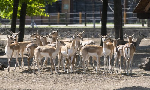 Tijekom cirkuske predstave u Njemačkoj pobjegle dvije antilope