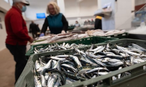 Vrijednost ribarstva u 2021. porasla za 15,9 posto. Glavninu ulova čini plava riba, najviše srdela