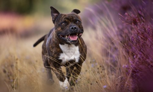 Vlasniku psa koji je izgrizao djevojčicu nije do razgovora, psovao pa upitao: U čemu je problem?