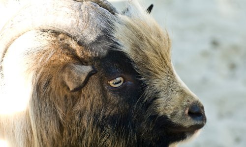 Božićna drvca donirali stanciji u Marčani: 'Naše koze obožavaju okus zelenih iglica, pozitivno utječu i na okus sira'