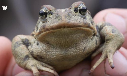 Ovo je jedina žaba na Aljasci