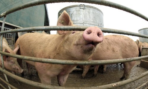 Spašene svinje iz septičke jame, a sad čekaju - kolinje