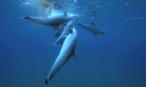 Dupini koriste otrovne ribe da bi se drogirali