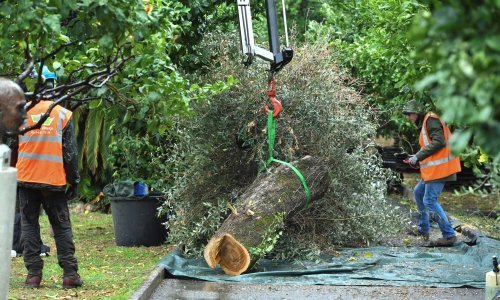 [FOTO/VIDEO] Zašto masline u Italiji umiru? Začepe im se žile i polako se uguše do smrti