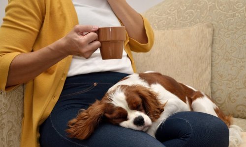Ovi preslatki psići žive za češkanje, a slatkim okicama užicat će sate maženja