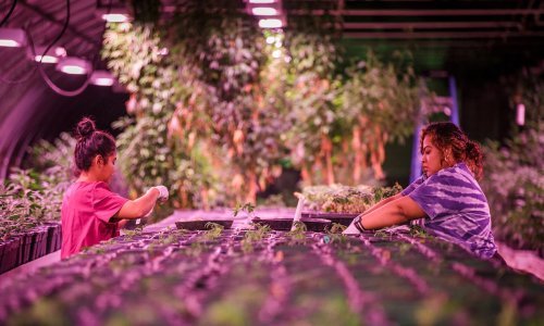 Povratak na velika vrata: Sve više ljudi gradi kuće od industrijske konoplje, a nevjerojatno je to koliko smanjuje emisiju CO2