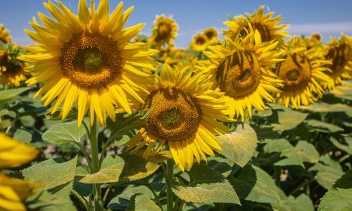 U 2022. dvoznamenkasti pad proizvodnje većine usjeva