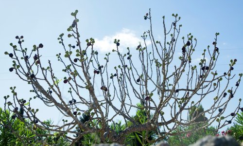 U Posedarju rodila smokva: 'Propupala je i trešnja, ovo nije nikako dobro'