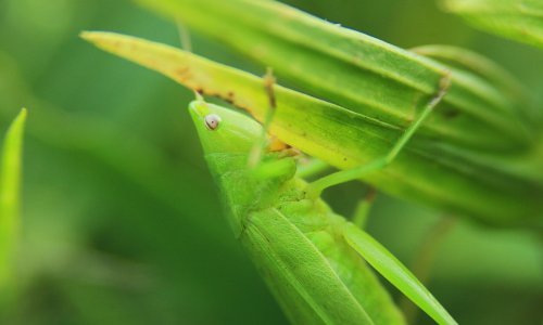 Prijatelji životinja protiv mljevenih kukaca na tanjuru: Alternative u obliku biljnog mesa