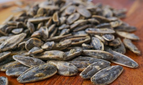 Izvoz sjemenki suncokreta iz Ukrajine ruši rekorde, no to je za ukrajinske vlasti neprihvatljivo. Evo i zašto