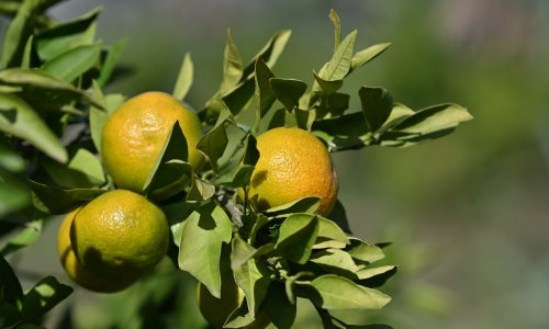 Loša vijest za uzgajivače mandarina: Na području Opuzena pojavio se narančin trnoviti štitasti moljac