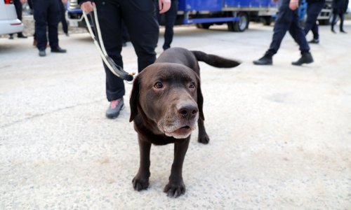 Hrvatski spasioci s psima dva su dana putovali u Tursku. Zašto nisu išli avionom?