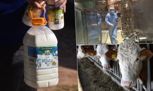 Mljekari na mukama - u tri godine broj proizvođača se prepolovio, samo lani njih 555 prestalo je poslovati: 'Ovo radi samo onaj tko je lud!'