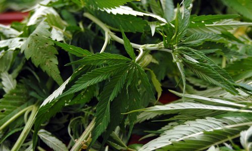 Višegodišnje zatvorske kazne za uzgoj osam tona marihuane na državnom zemljištu