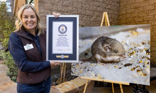 Pacifički džepni miš iz San Diega ušao u Guinnessovu knjigu rekorda, najstariji je na svijetu