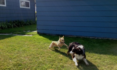 Nožem ozlijedio tri psa i bit će kazneno prijavljen, prijeti mu do godina dana zatvora