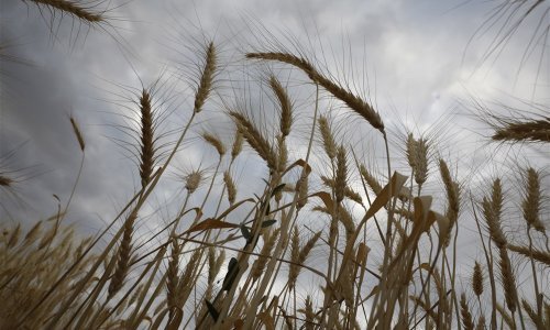 Kijev poziva UN i Tursku da spriječe Rusiju u kršenju sporazuma o izvozu žita
