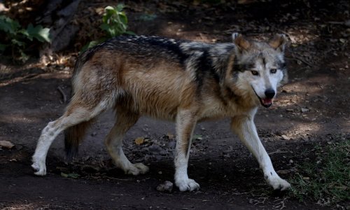 Povećava se naknada štete za domaće životinje stradale od vukova