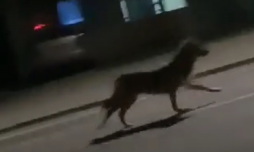 [VIDEO] Zvijer snimljena u okolici Zagreba: 'Vjerojatno se radi o vuku, ali nešto je čudno...'