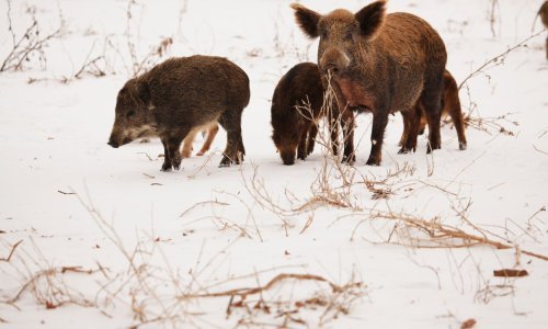 Invazija 'super svinja' na Ameriku: Teže do 300 kilograma, inteligentne su, kopaju tunele i možda nose novi virus gripe