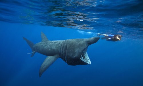 [VIDEO] Kod Pule viđena druga najveća riba na svijetu: Stiže upozorenje ribarima da se golemu psinu ne uznemirava