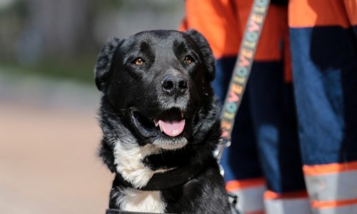 Dirljiva gesta turskih aviokompanija: Psi spasioci nagrađeni letom u prvoj klasi u ljudskom naručju