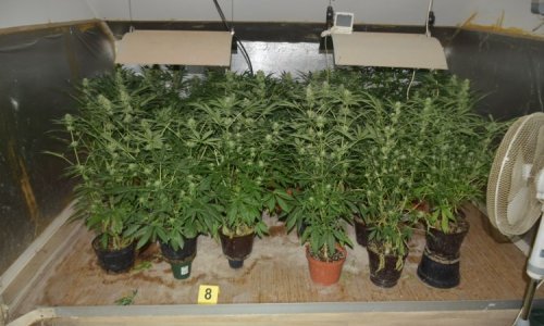 U kući 41-godišnjaka u Ivanjoj Reki pronađeno šest kilograma marihuane