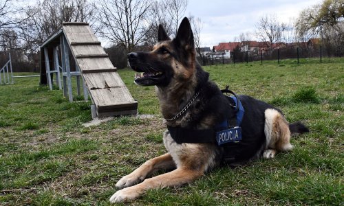 Policijski pas u stanu u Zadru nanjušio bombe, pištolj, pušku i gomilu streljiva