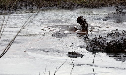 [FOTO] Na polju nedaleko od Zagreba izbila nafta, inspekcije i policija na terenu