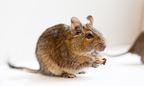 Prijatelji životinja u petak marširaju na Markov trg