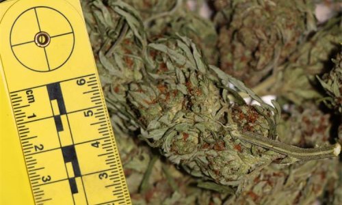 [FOTO] Uzgajao marihuanu na jugu Hrvatske, u kući nađeno više kilograma droge s pratećom opremom