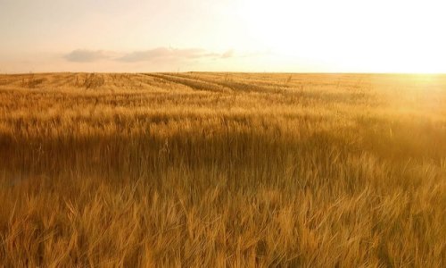 Treba li se pivo i dalje proizvoditi bez aditiva? Odgovor pronađite na kraju članka